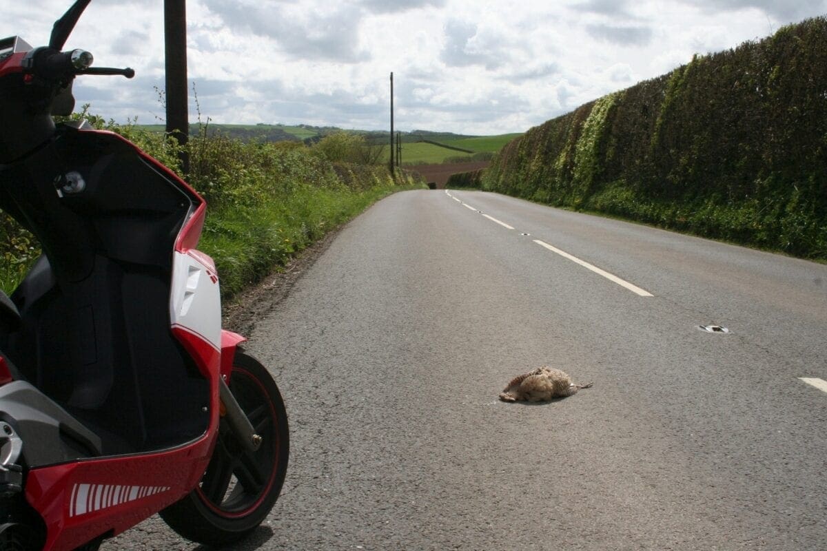 Don't swerve to avoid pheasants (we didn’t squash this one, it was already there)